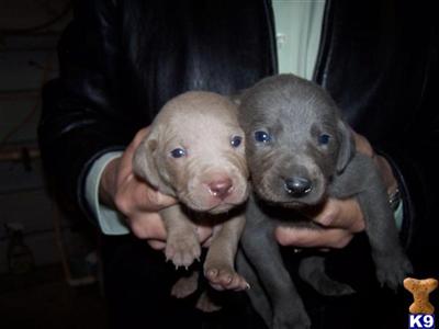 Weimaraner Puppies for Sale