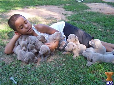 Weimaraner Puppies for Sale
