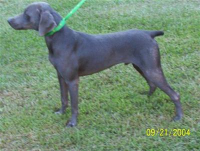 Stud Dogs - Weimaraner