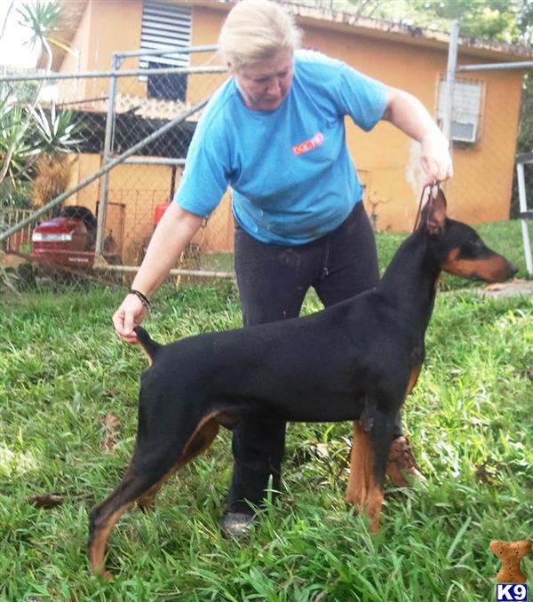 Dogs - Doberman Pinscher