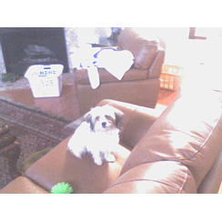 Maltese Puppies in TX
