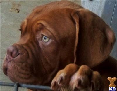 Dogue De Bordeaux Puppies for Sale