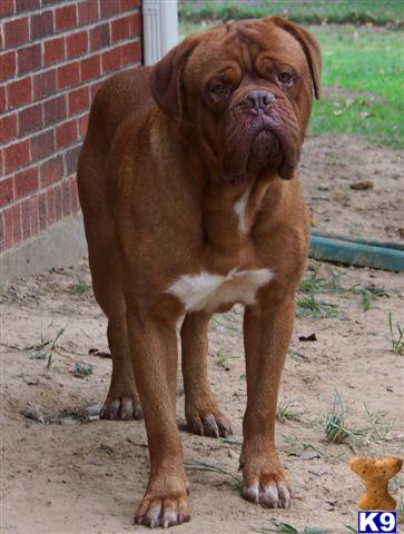 Stud Dogs - Dogue De Bordeaux