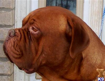 Stud Dogs - Dogue De Bordeaux