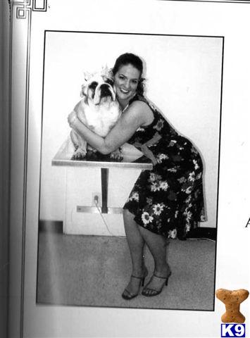Stud Dogs - Bulldog