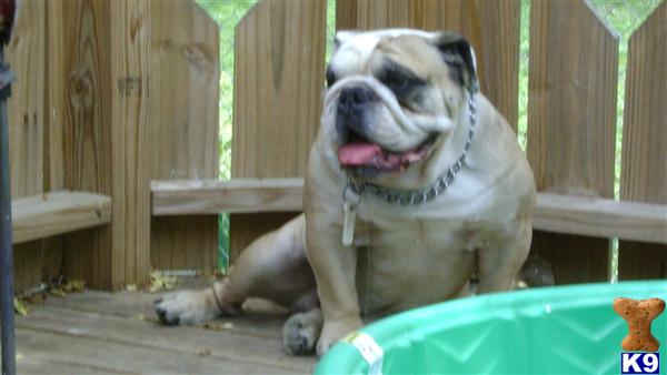 Stud Dogs - Bulldog