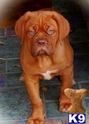 Dogue+de+bordeaux+breeders+in+nj