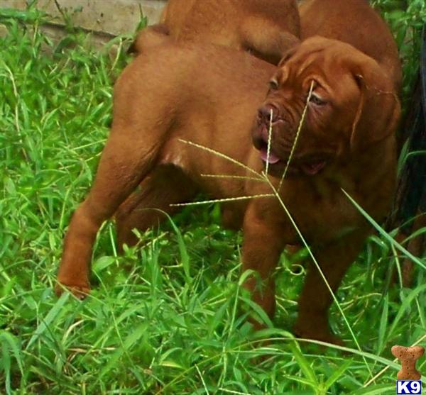 Dogue De Bordeaux Puppies