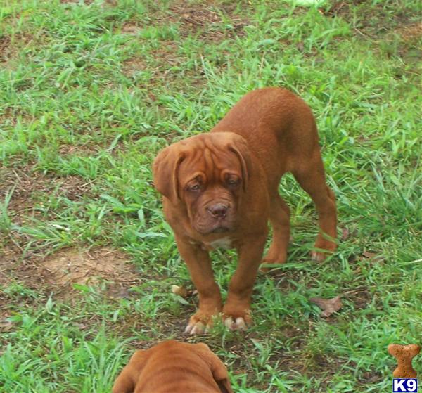 Puppies in Skiatook