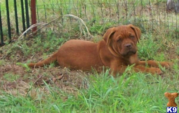 Puppies in Skiatook