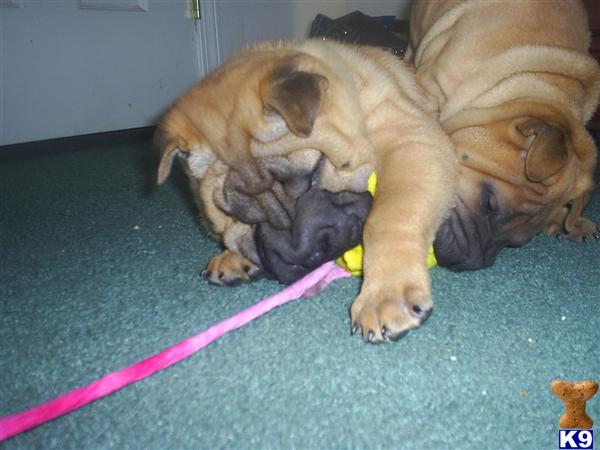 Chinese Shar-Pei Puppies