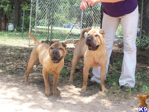 Chinese Shar-Pei Puppies
