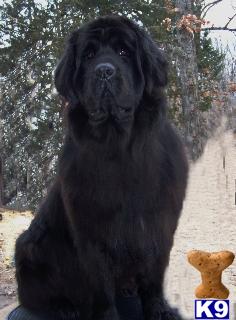 Newfoundland Puppies for Sale