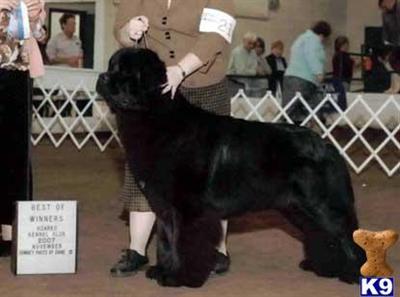 Newfoundland Puppies for Sale