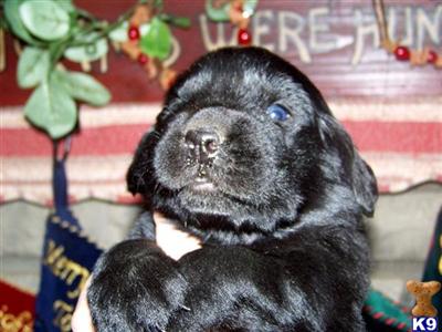 Newfoundland Puppies for Sale
