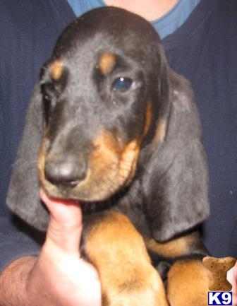 Black and Tan Coonhound Puppies