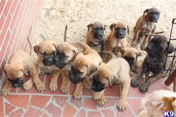 Bullmastiff Puppies
