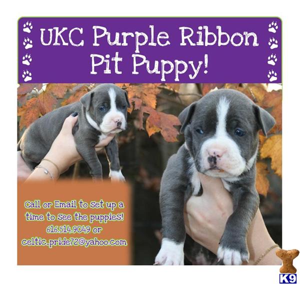 Puppies in Grand rapids