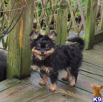 Puppies in WV
