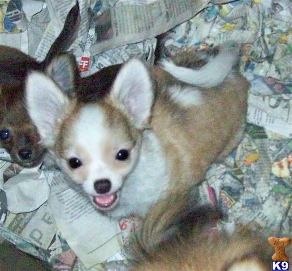 Chihuahua Puppies