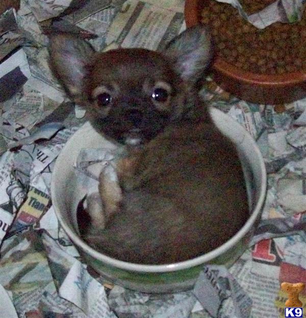 Chihuahua Puppies