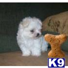 Maltese Puppies in WV