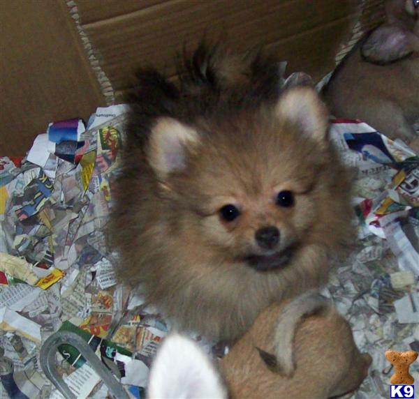 Puppies in WV