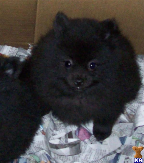 Pomeranian Puppies