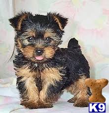 Yorkshire Terrier Puppies in WV
