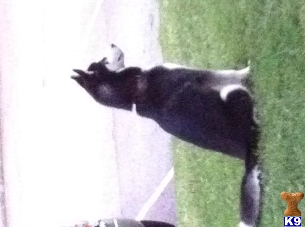 Stud Dogs in VA
