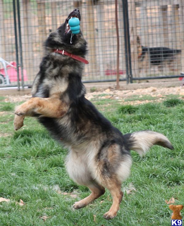 Stud Dogs - German Shepherd