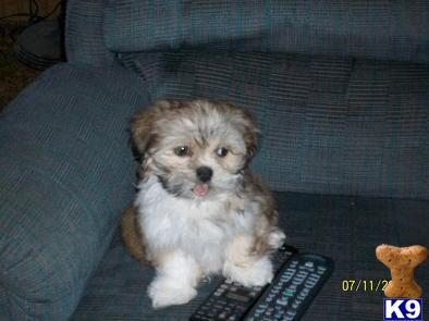 Stud Dogs - Lhasa Apso