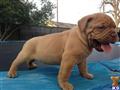 Dogue De Bordeaux