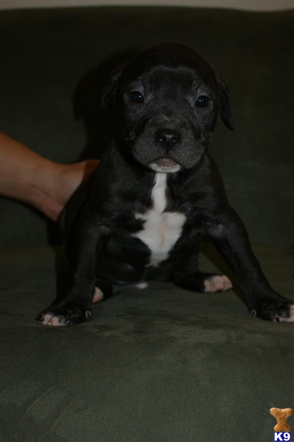 Puppies in VA