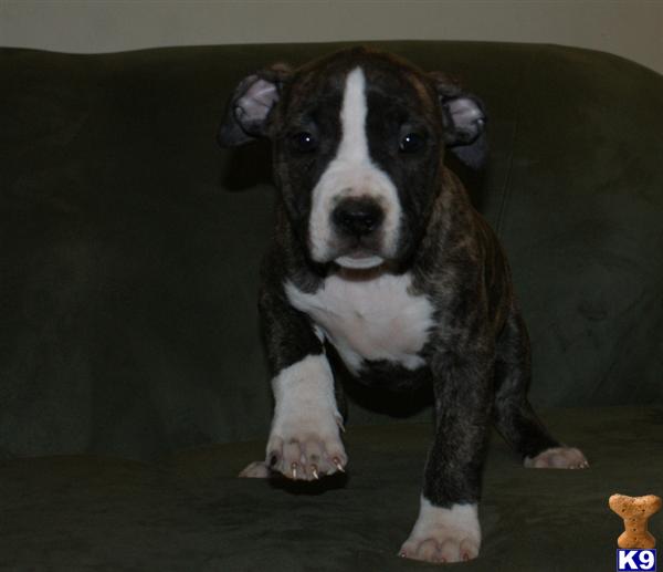 Puppies in VA