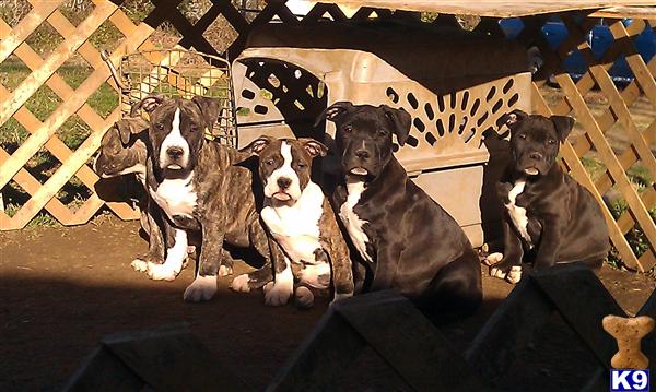 Puppies in VA
