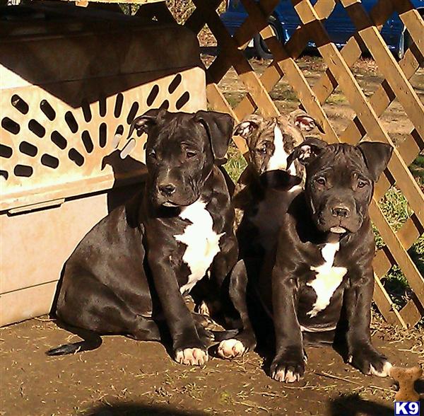 Puppies in VA