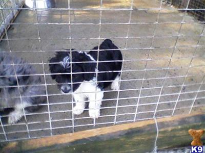 Australian Shepherd Puppies for Sale