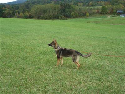 Dogs for Sale in WV