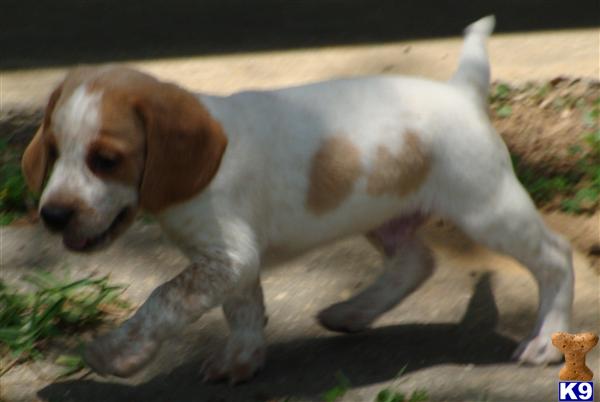 Puppies in Poplarville