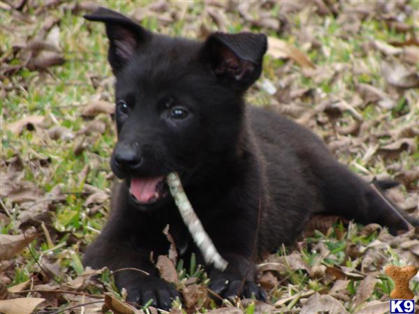 Belgian Malinois Puppies