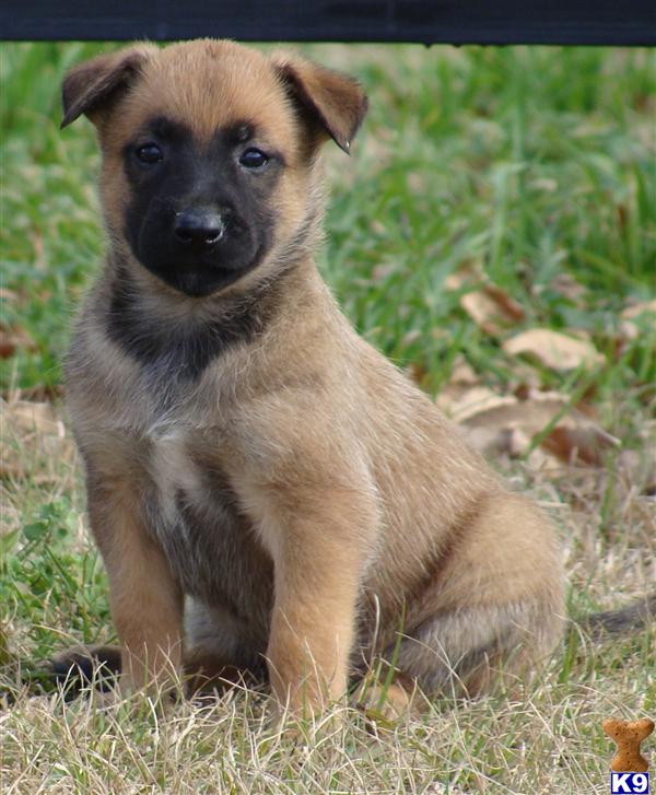 Belgian Malinois Puppies