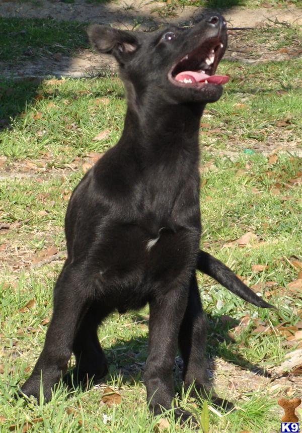 Belgian Malinois Puppies