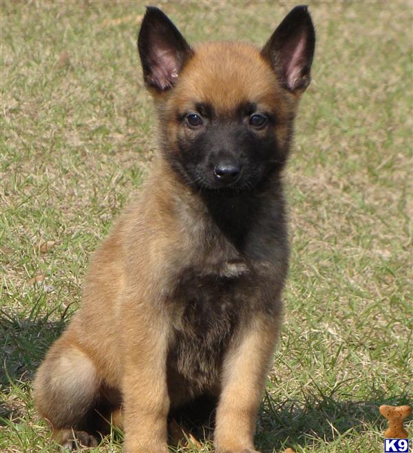 belgian malinois puppies for adoption ready for adoption belgian shepherd malinois greyhound mixed breeds picture belgian malinois puppies for adoption ready for adoption belgian shepherd malinois greyhound mixed breeds picture