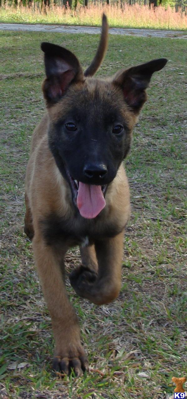 Puppies in MS