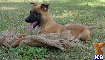 Puppies in MS