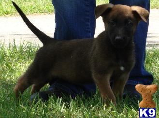 Puppies in MS