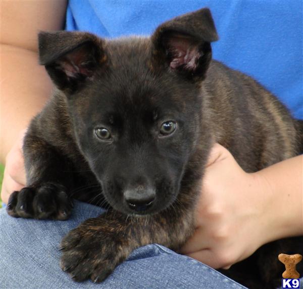 Puppies in Poplarville