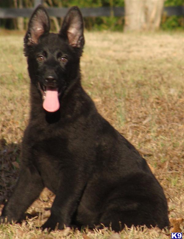 Puppies in MS