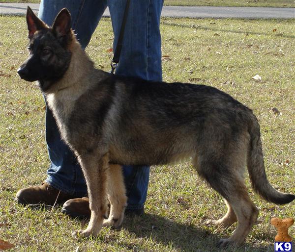 Puppies in MS
